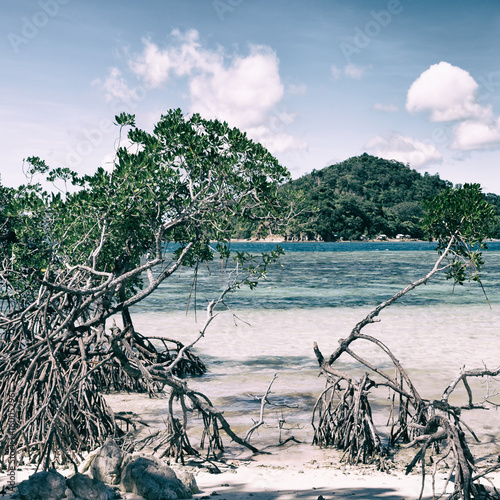 in the beautiful  island cosatline and tree photo