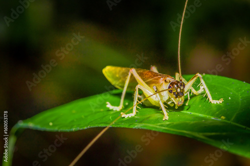 Colorful Grasshopper sitting over green leafs, in Cuyabeno National Park, in Ecuador © Fotos 593