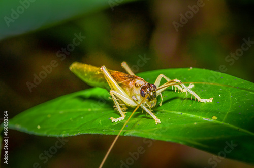 Colorful Grasshopper sitting over green leafs, in Cuyabeno National Park, in Ecuador