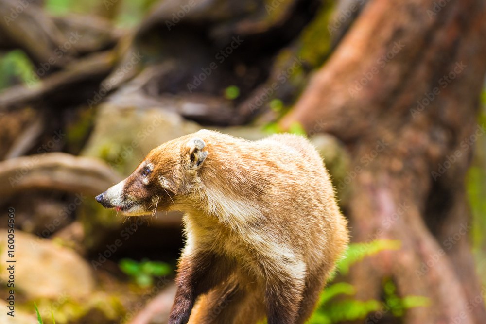 Fototapeta premium Coati at Tepoztlan
