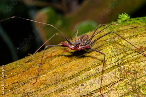 Whip Scorpion posing over a dry trunk, whip Scorpion amblypygi inside of the forest in Cuyabeno National Park, in Ecuador © Fotos 593