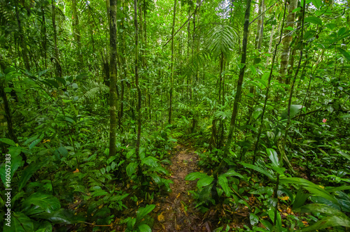 Inside of the amazonian Jungle  surrounding of dense vegetation in the Cuyabeno National Park  South America Ecuador