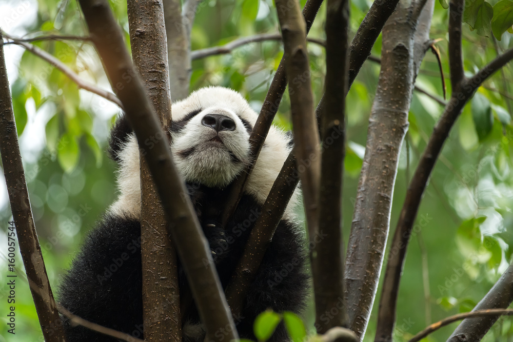 Obraz premium Giant panda baby over the tree.