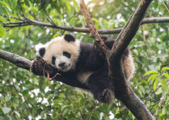 Fotobehang Panda Kleine reuzenpanda hangt in boomtak  © xiaoliangge