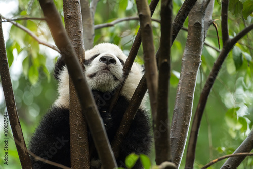Fototapeta Naklejka Na Ścianę i Meble -  Giant panda baby over the tree.