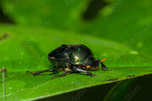 Amazonian scarab beetle over a green leaf inside of the amazon rainforest in Cuyabeno National Park, in Ecuador © Fotos 593