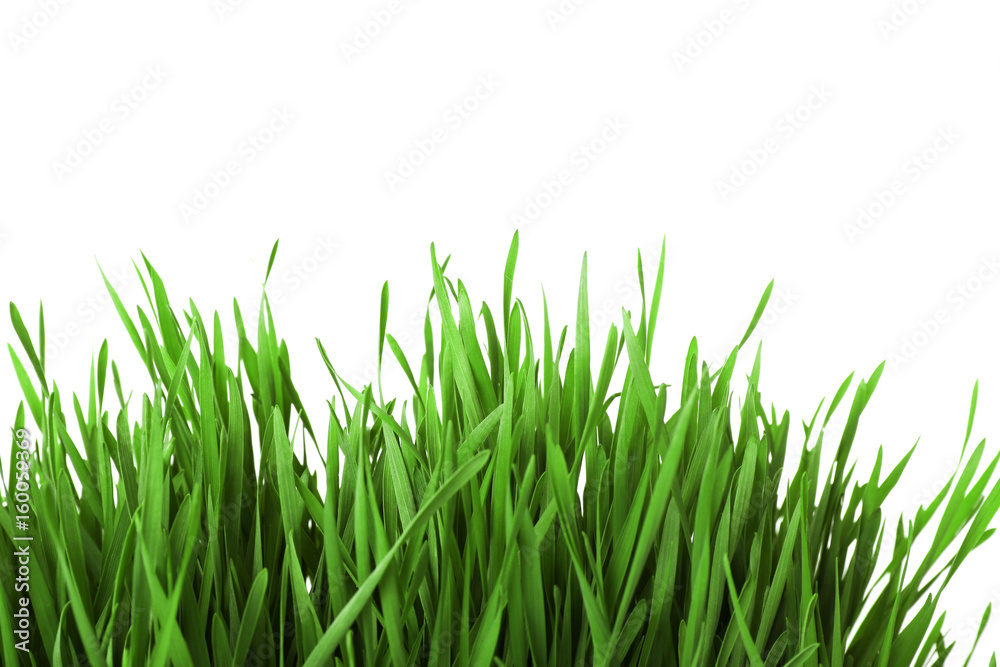 Naklejka Fresh green grass on white background