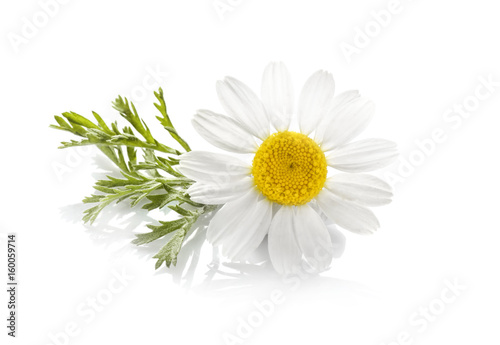 Fototapeta Naklejka Na Ścianę i Meble -  Beautiful chamomile flower on white background