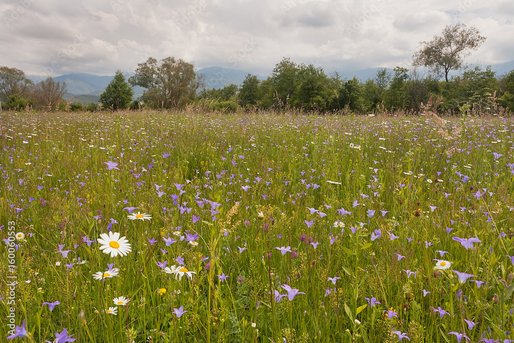 Wild flowers in the Carpathian Mountains Romania 