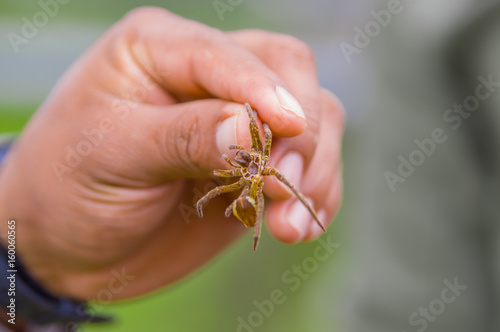 Hand holding rest of a small bug exoskeleton after transforming, inside of the amazon rainforest in Cuyabeno National Park, in Ecuador