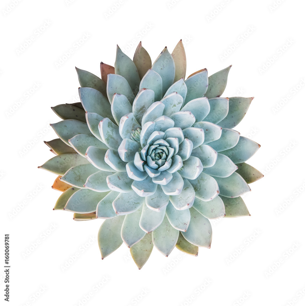 succulent plant isolated on white