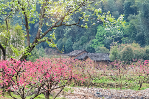Fototapeta Naklejka Na Ścianę i Meble -   flowers of peach tree and country house on background in spring rain in village of china