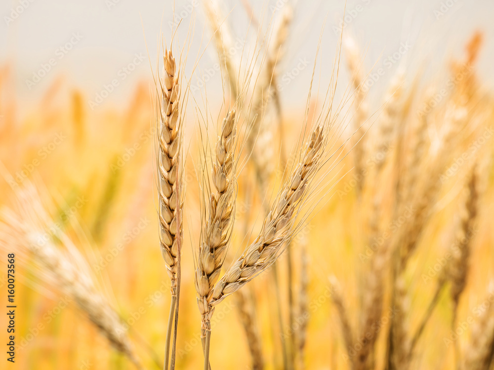 ripe wheat and straw detail on blur background ripe wheat and straw detail on blur background