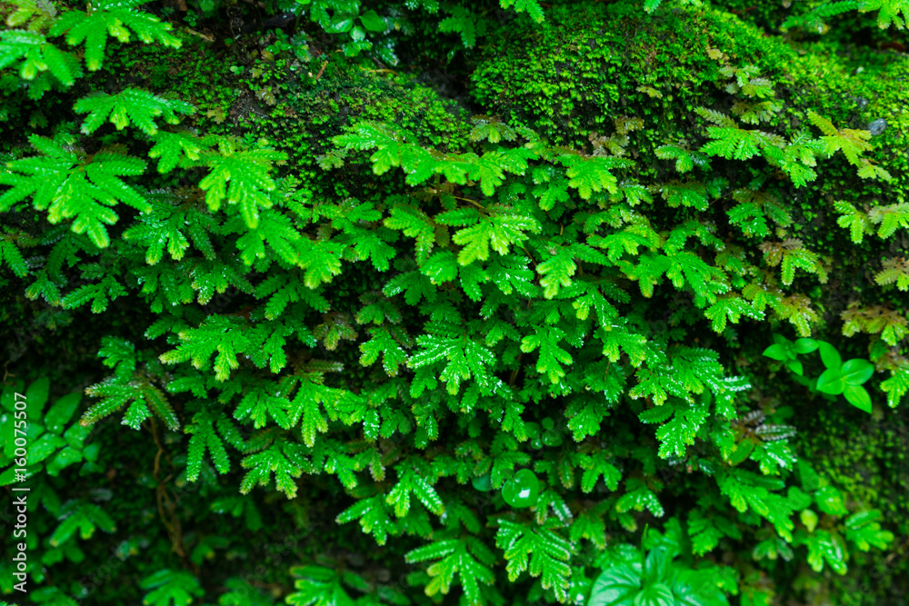 The little green plant grow on rock.They are in rainforest.