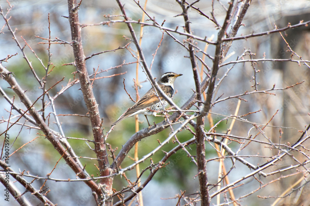 Migratory birds flew to the far east of Russia. Migratory birds flew to the far east of Russia.