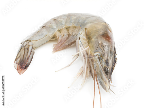 close up shot on shrimp on white background