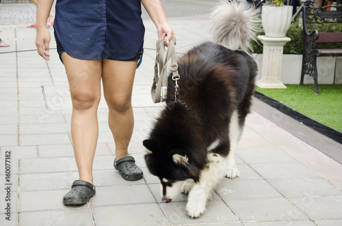 Dog breed alaskan malamute giant photo