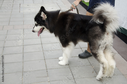 Dog breed alaskan malamute giant