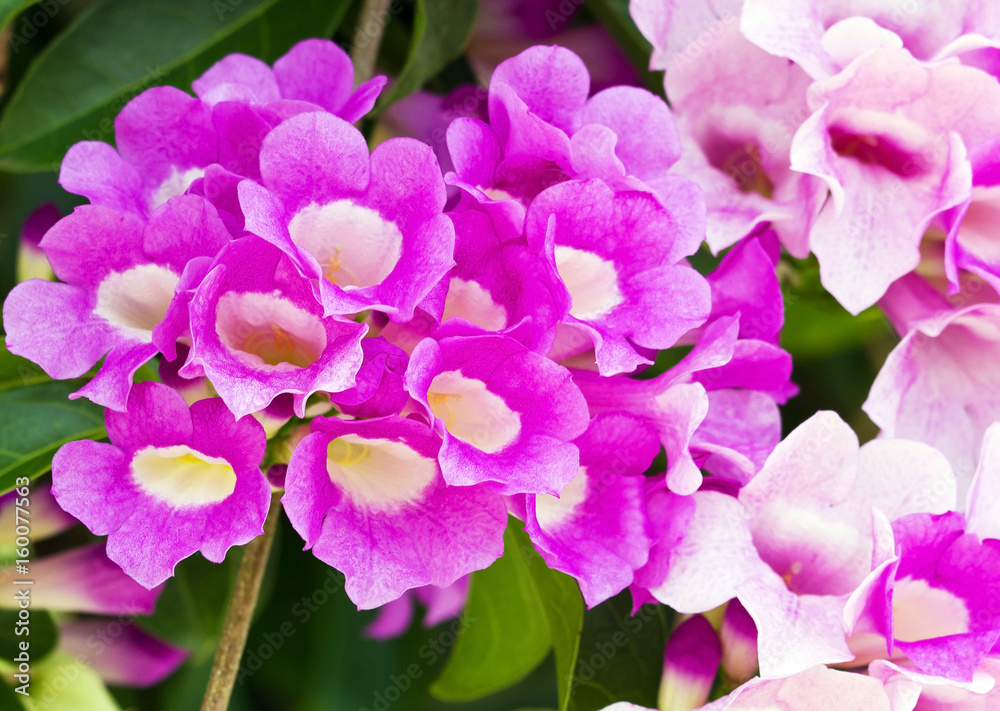Close up of magenta Garlic vine flower blooming Close up of magenta Garlic vine flower blooming