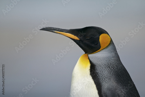 King Penguin  Aptenodytes patagonicus 