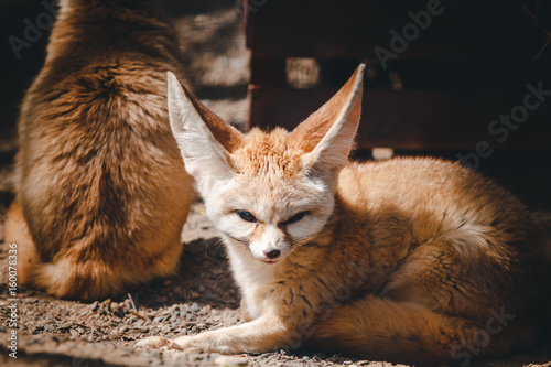 Billede på lærred fennec