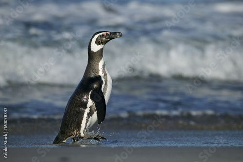 Magellanic Penguin (Spheniscus magellanicus) on a beach by the surf