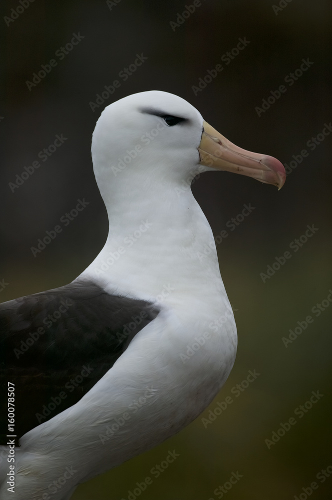 Black-browed Albatross (Thalassarche melanophris) Black-browed Albatross (Thalassarche melanophris)