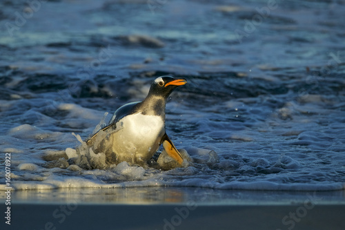 Gentoo Penguin  Pygoscelis papua 