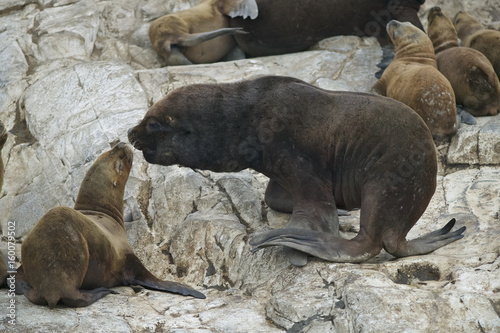 South American fur seal (Arctocephalus australis), , Beagle Channel, Ushuaia, Tierra de Fuego, South America, Argentina.