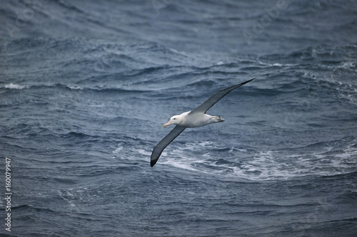 Diomedea exulans, Wandering Albatross (Diomedea exulans)