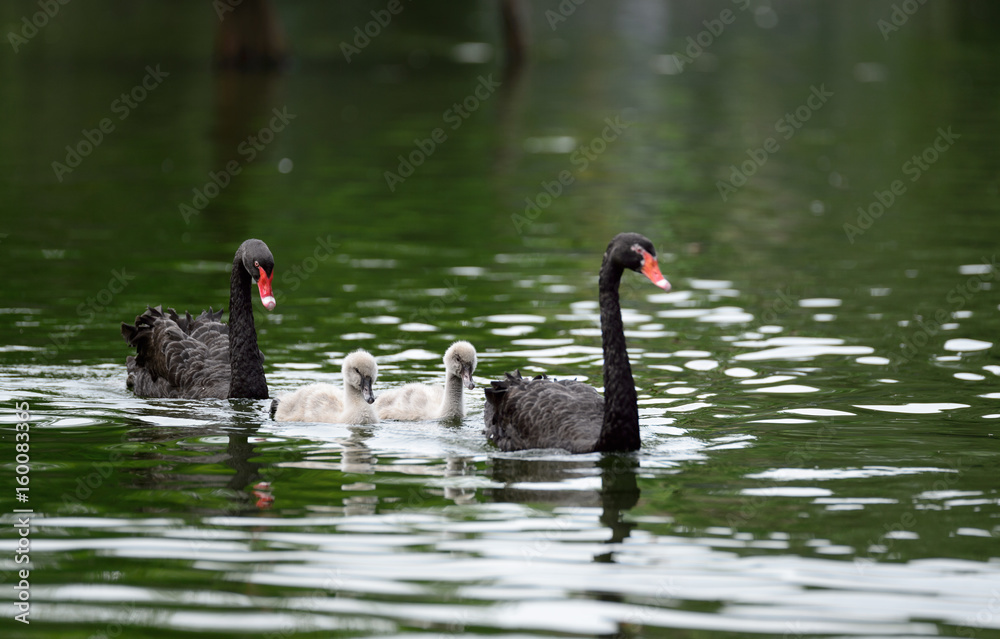 Obraz premium black swan family
