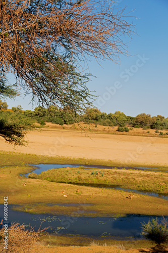   in south africa  wildlife  water   plant and tree photo