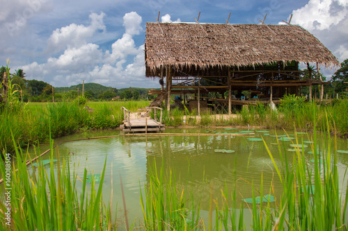 wooden cottage in rice field and fish pond
