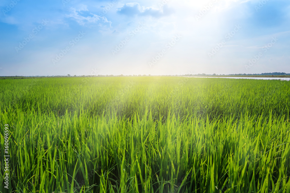 the beautiful field rice with blue sky and sun light the beautiful field rice with blue sky and sun light
