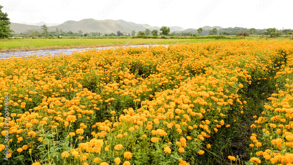Marigold flowers and nature