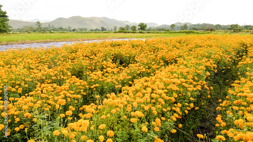 Marigold flowers and nature © pichart99thai