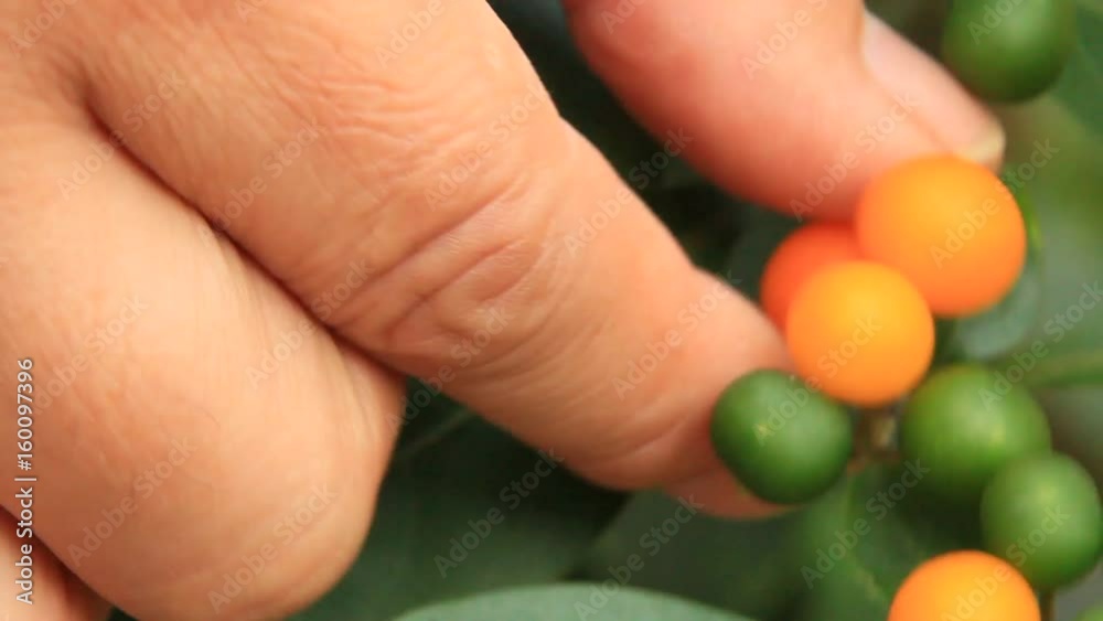 Hand picked fruit ripe on the tree
Hand picked fruit ripe on the tree