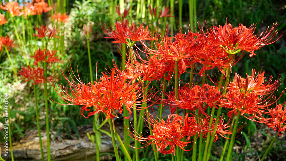 曼珠沙華 曼珠沙華