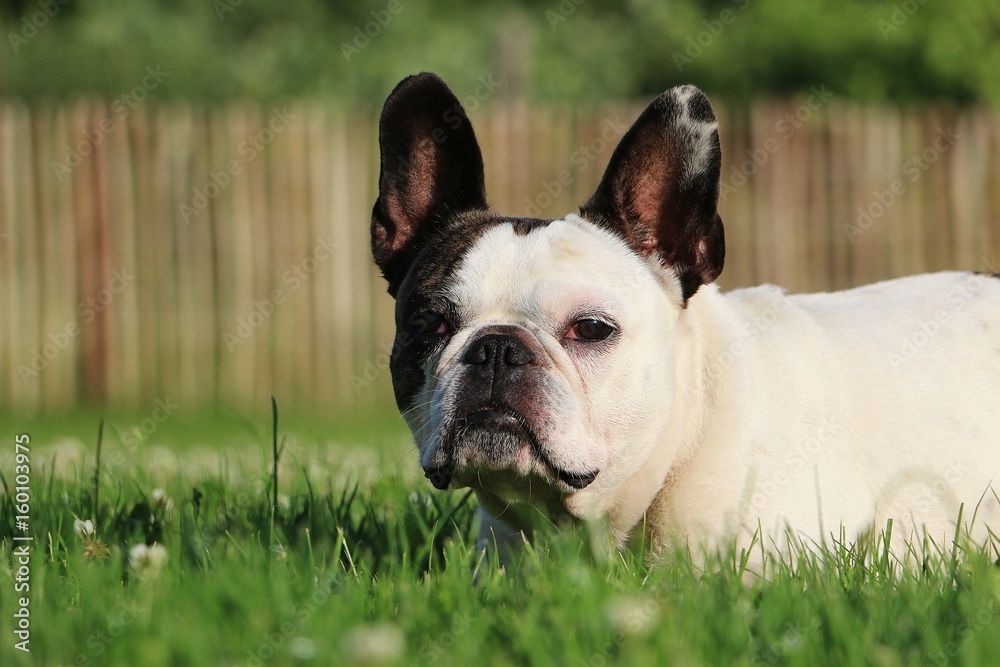 Französische Bulldogge liegt im Garten