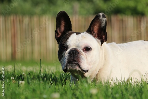 Fototapeta Naklejka Na Ścianę i Meble -  Französische Bulldogge liegt im Garten