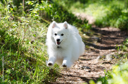 Japanese spitz running