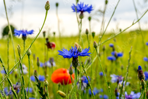 Cornflowers and poppy blossoms in front of a green cereal field at sunshine
