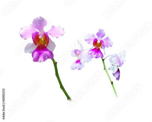 Vanda Miss Joaquim, the national flower of Singapore, isolated on white background