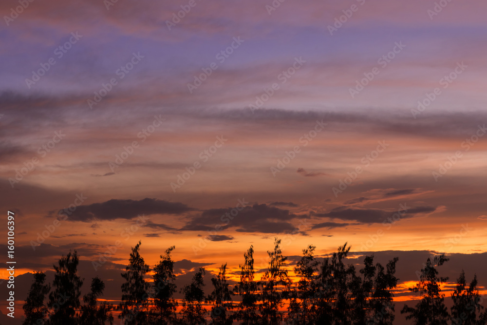 pine tree silhouette in beautiful sunset