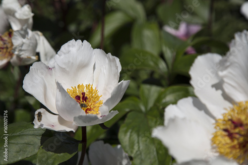 Isolated Sunlit View Blooming Peony Flowers   White Petals  Yellow Stamen Centers  Deep Green Leaves