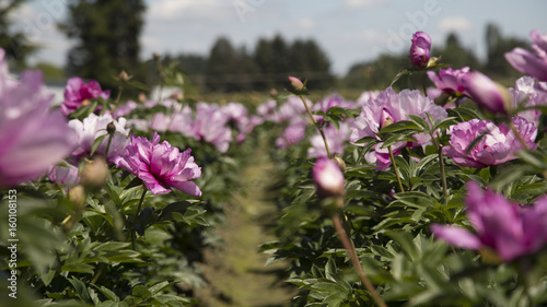 Fototapeta Naklejka Na Ścianę i Meble -  Rows of Sunlit Peony Flowers in Bloom, Bright Pink Petals, Green Stems/Leaves, Blue Sky, Daytime 