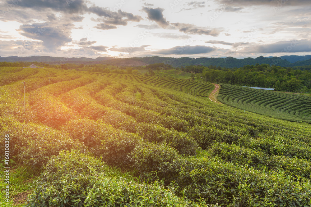 Tea plantaion field over high hill sunset tone, natural landscape background