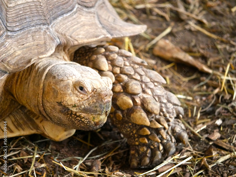 Fototapeta premium Tortue