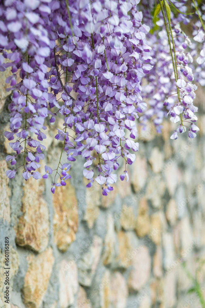 Obraz premium Chinese Wisteria and Wisteria Floribunda Macrobotrys