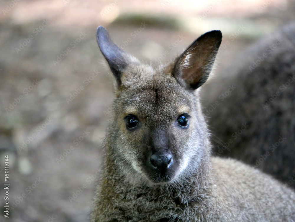 Wallaby de Bennett